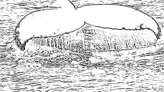 walvis Kleurbladsye Om Te Druk